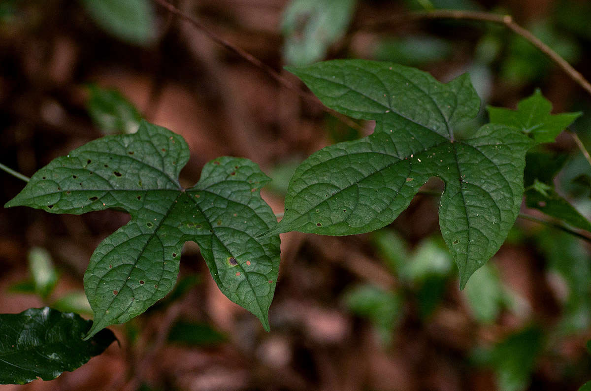 Dioscoreophyllum resmi