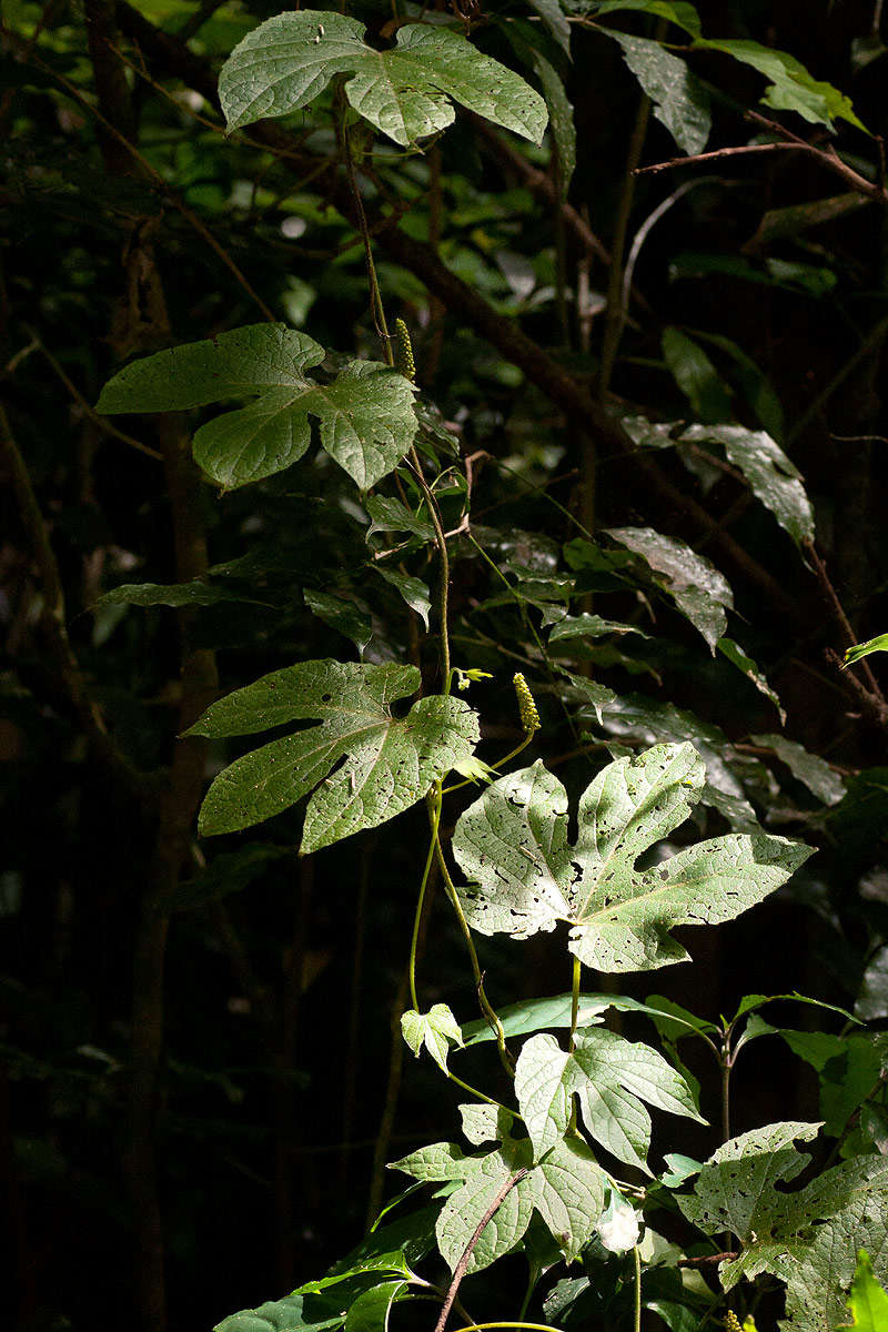 Image of dioscoreophyllum