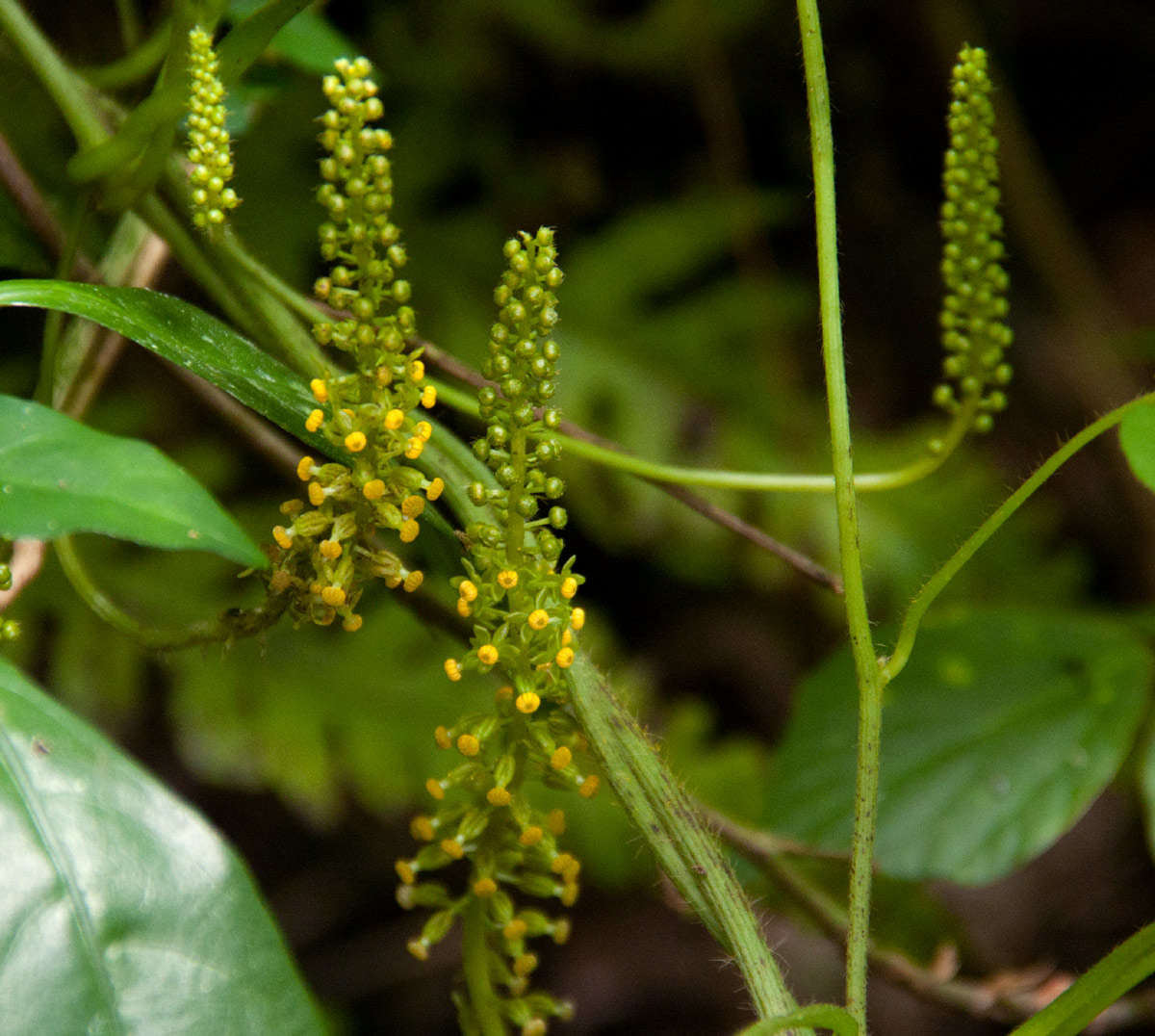 Dioscoreophyllum resmi