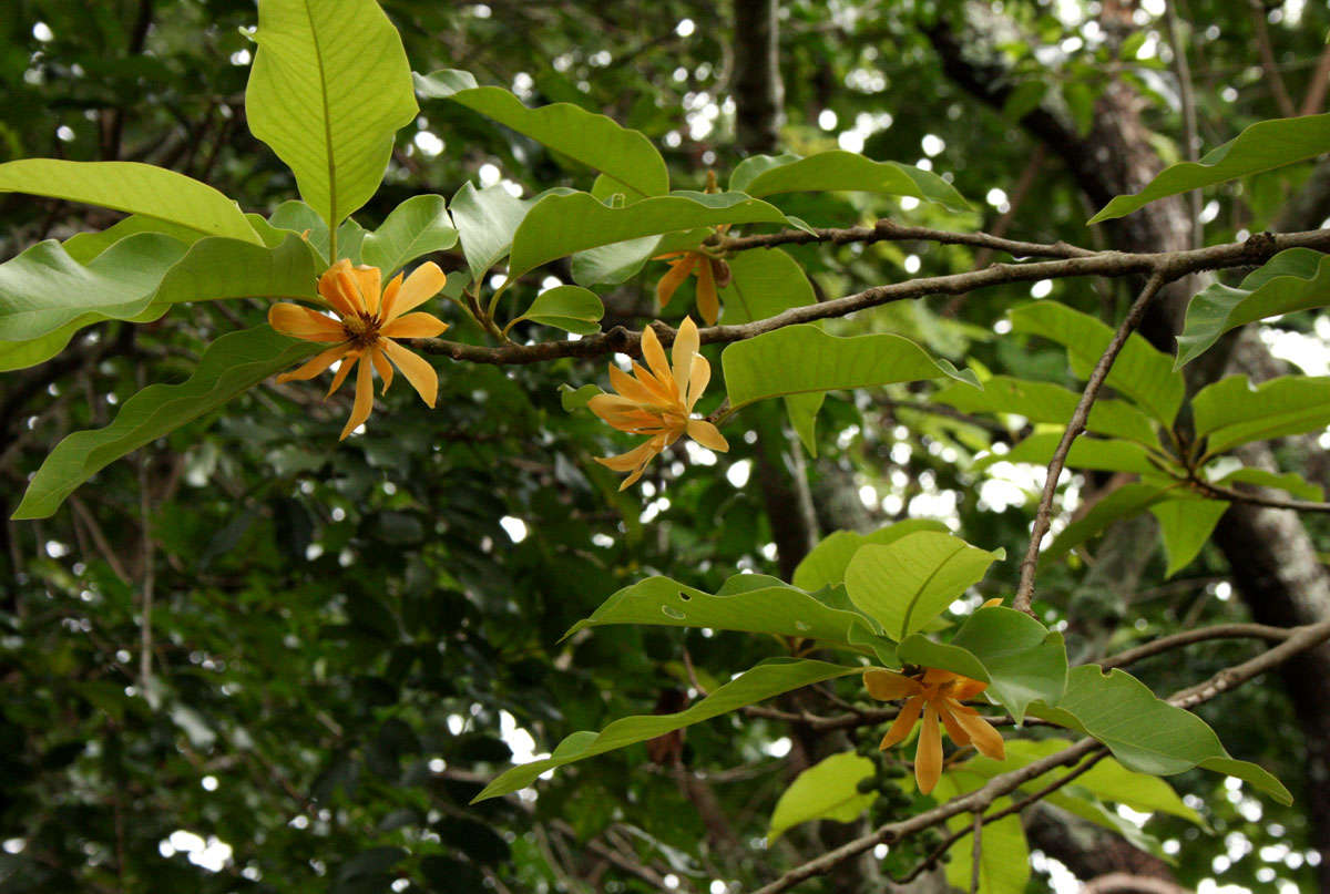 Image of magnolia