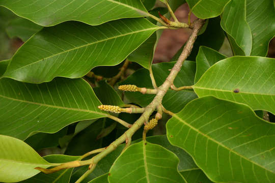 Image of magnolia