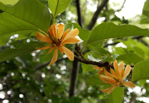 Image of magnolia