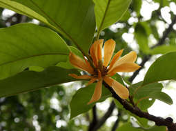 Image of magnolia