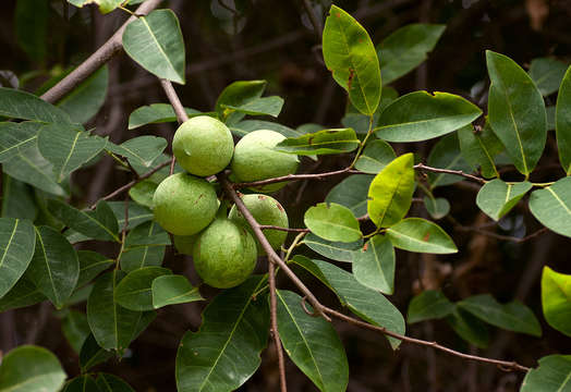 Image of tail grape