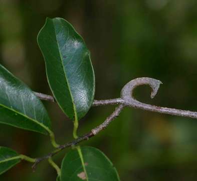 Image of tail grape