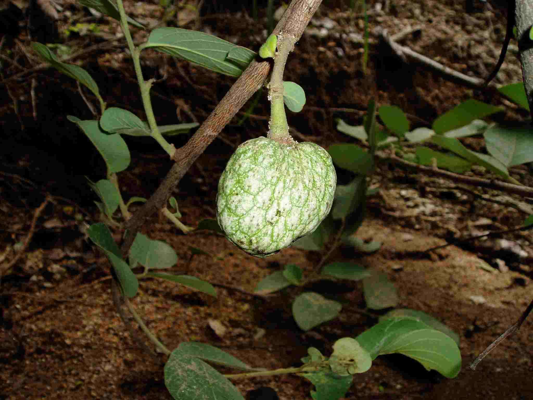 Annona senegalensis (rights holder: Mark Hyde, Bart Wursten and Petra Ballings)