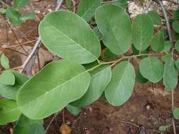 Imagem de Annona senegalensis subsp. senegalensis