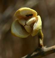 Imagem de Annona senegalensis subsp. senegalensis