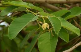 Imagem de Annona senegalensis subsp. senegalensis