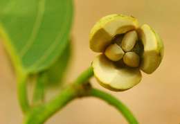 Imagem de Annona senegalensis subsp. senegalensis