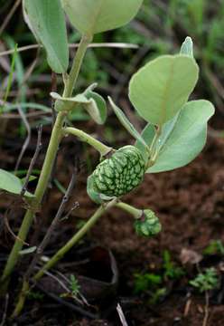 Image of Annona stenophylla Engl. & Diels