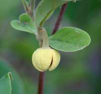 صورة Annona stenophylla Engl. & Diels