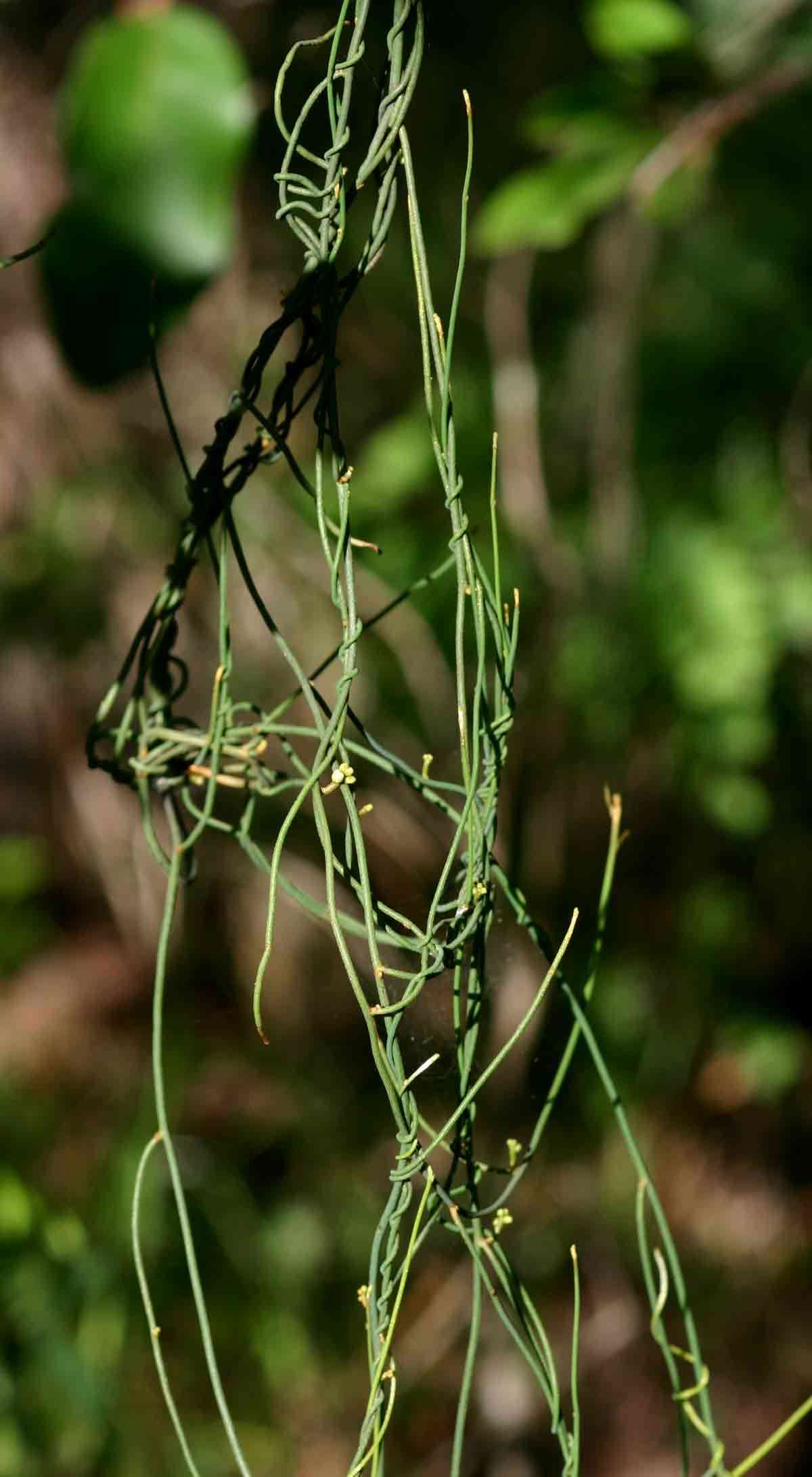 Image of <i>Cassytha <i>pondoensis</i></i> Engl. var. pondoensis