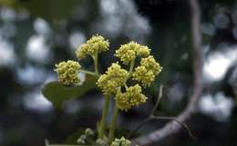 Image of propeller tree family