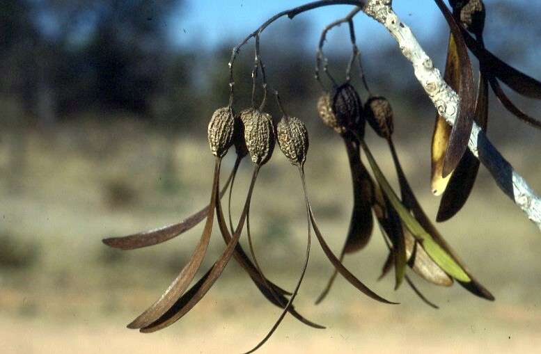 Image of propeller tree family