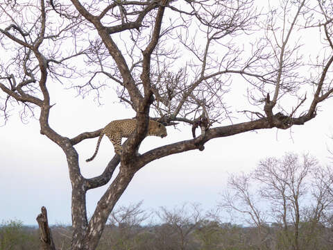 Image of Leopard