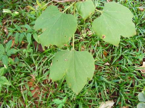 Image of propeller tree family