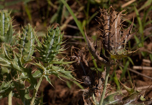 Image of pricklypoppy