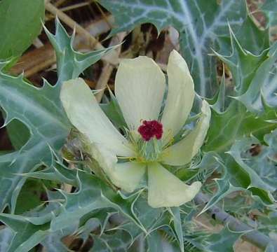 Image of pricklypoppy