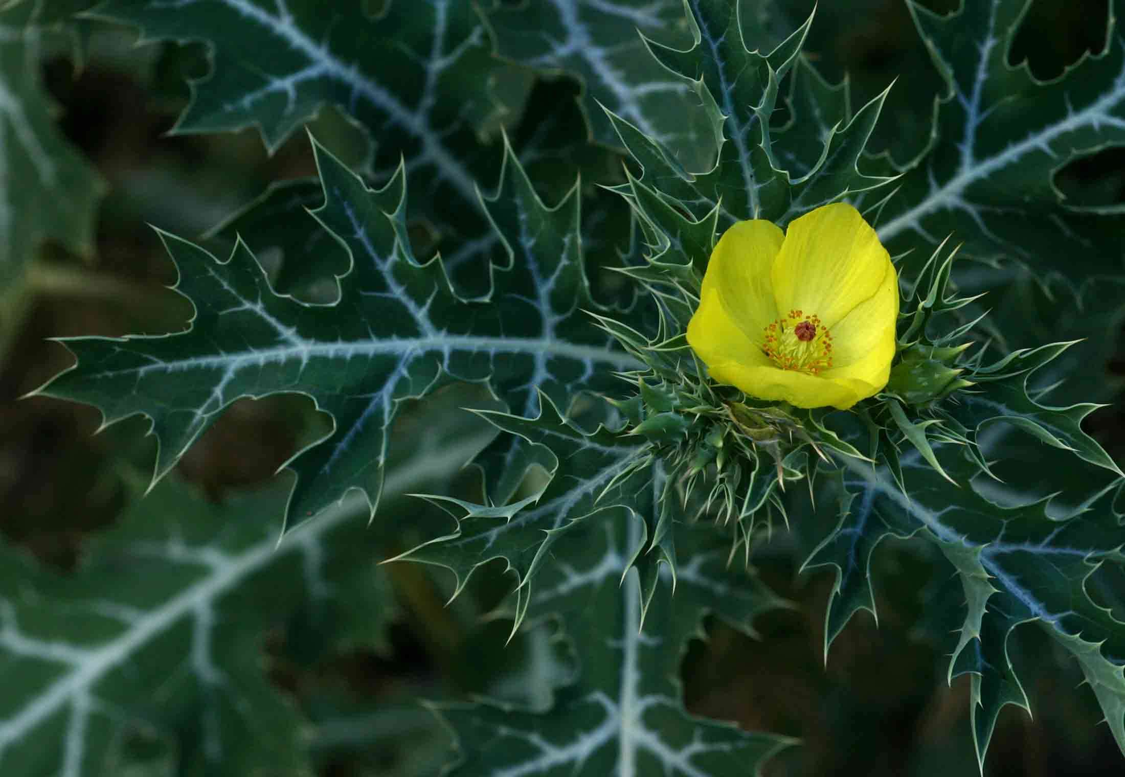 Image of pricklypoppy