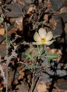 Image of pricklypoppy