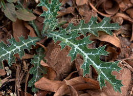 Image of pricklypoppy