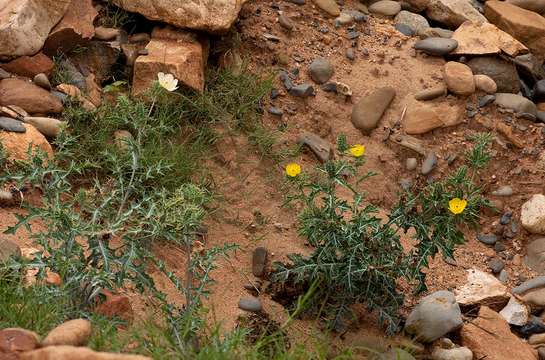 Image of pricklypoppy