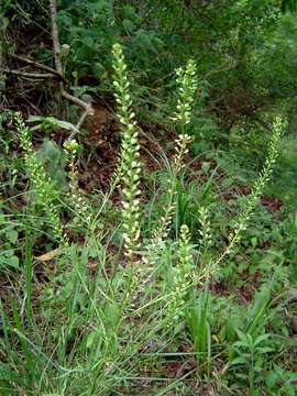 Image of Peppercresses