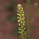 Image of Argentine pepperweed