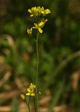 Plancia ëd Brassica