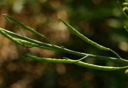 Image of cabbage