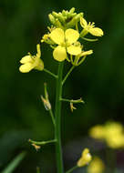 Image of cabbage