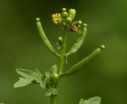 Image of yellowcress