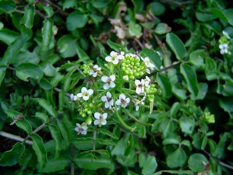 Image of yellowcress