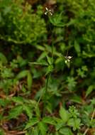 Image of African bittercress