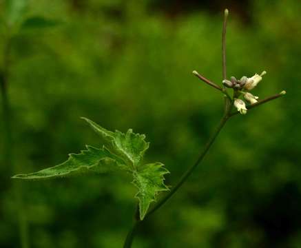 Image of African bittercress