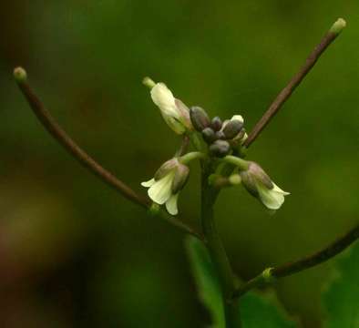 Image of African bittercress