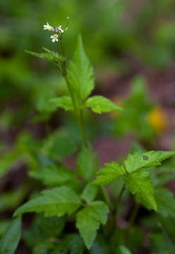 Image of African bittercress