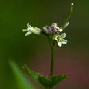 Image of African bittercress