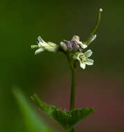 Image of African bittercress