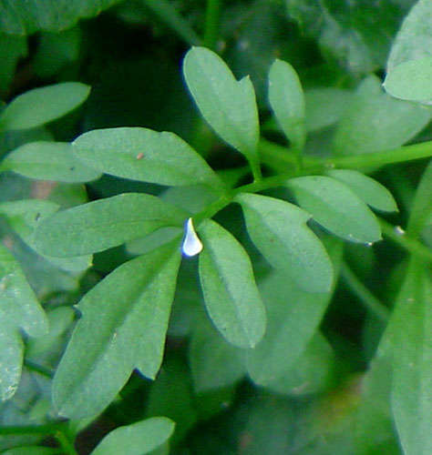 Image of bittercress