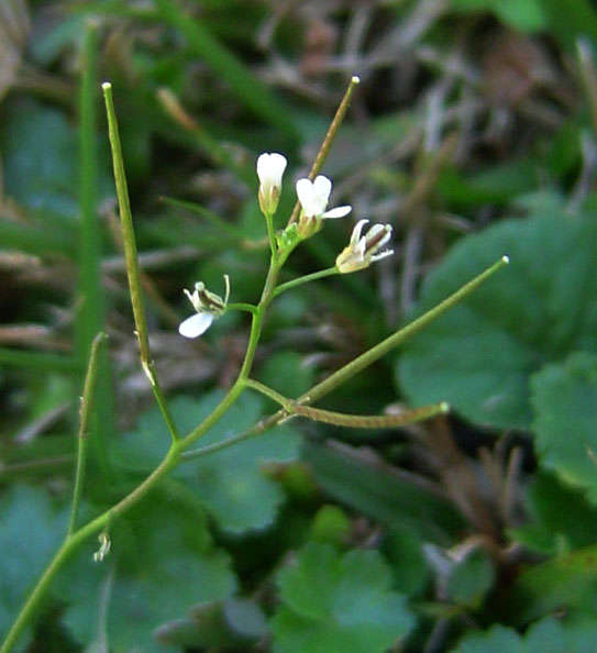 Image of bittercress