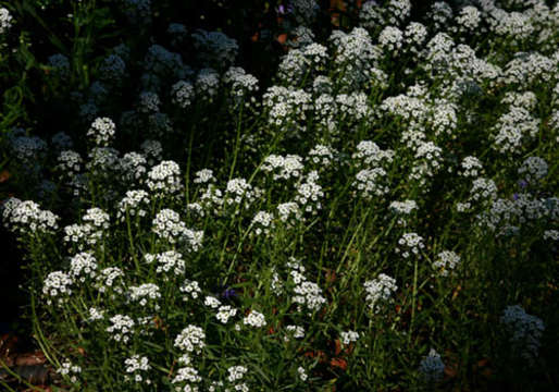 Image de Lobularia