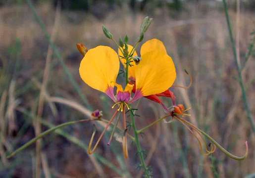 Image of Coalisina angustifolia (Forsk.) Rafin.