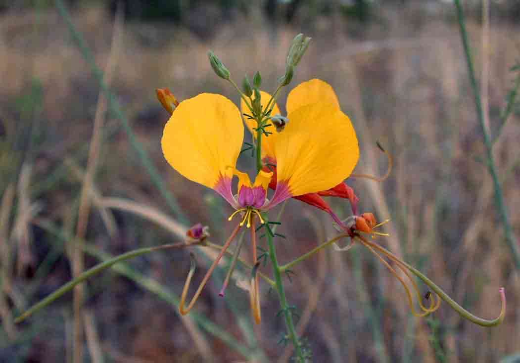 Image of Coalisina