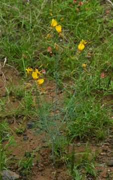 Image of Coalisina angustifolia (Forsk.) Rafin.