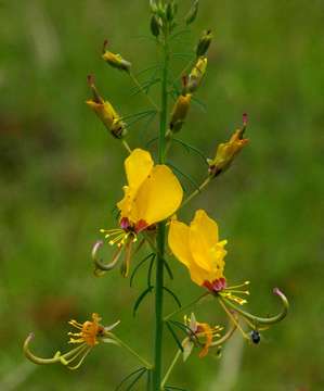 Image of Coalisina angustifolia (Forsk.) Rafin.