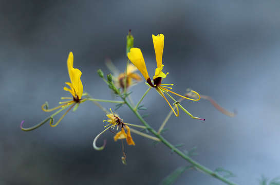 Image of Coalisina angustifolia (Forsk.) Rafin.