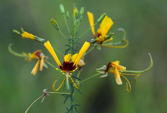 Image of Coalisina angustifolia (Forsk.) Rafin.