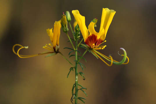 Image of Coalisina angustifolia (Forsk.) Rafin.